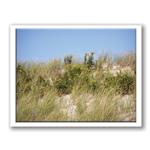 Photo Greeting Card Of Beach Dunes by Kurt Neumann